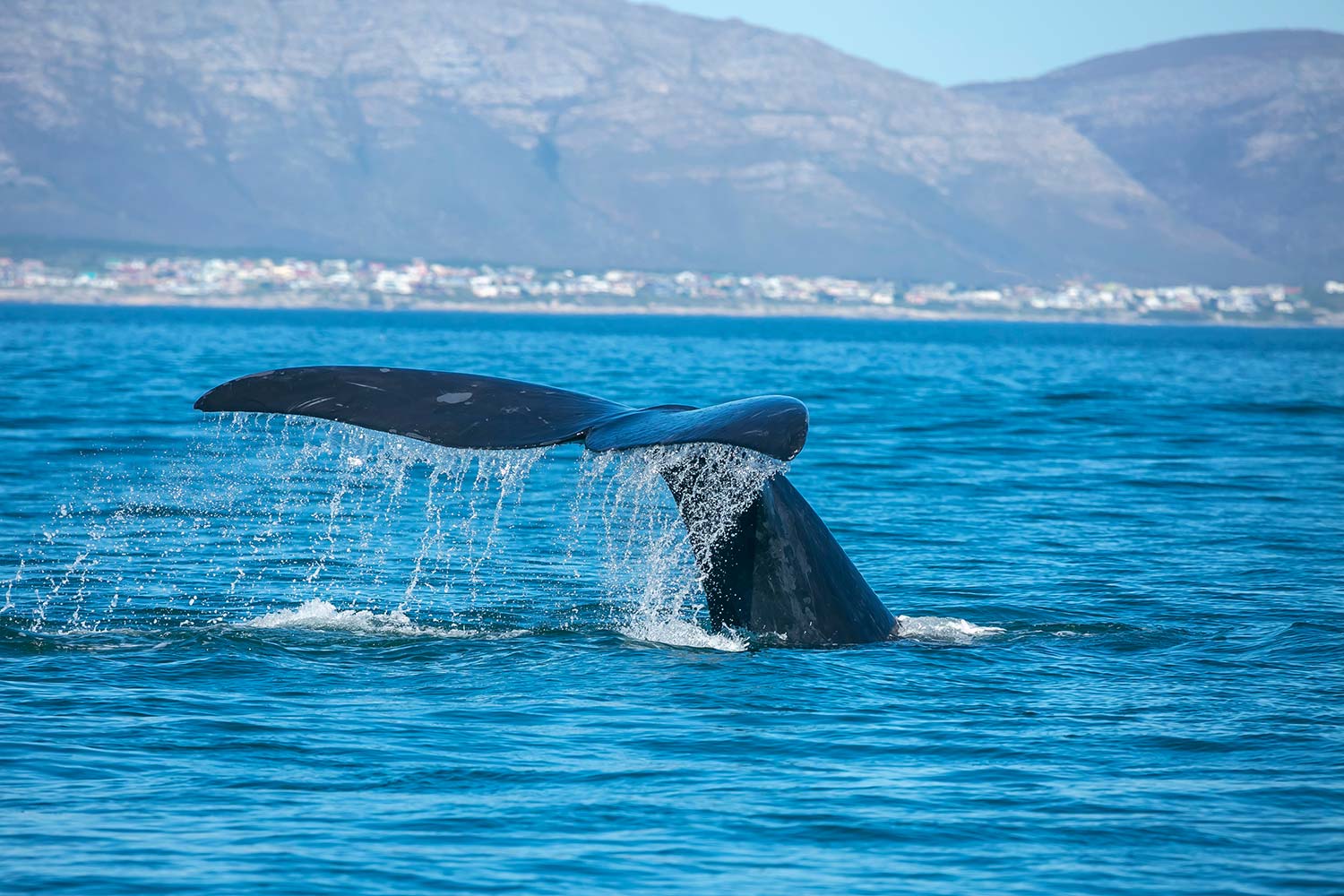 hermanus whale watching hermanus whale watching
